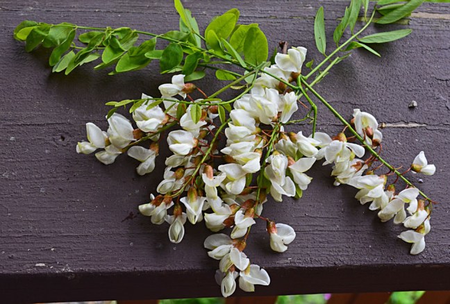 Locust blossoms