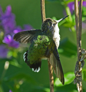 Hummingbird resting