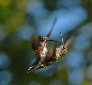 Two females belly-bumping