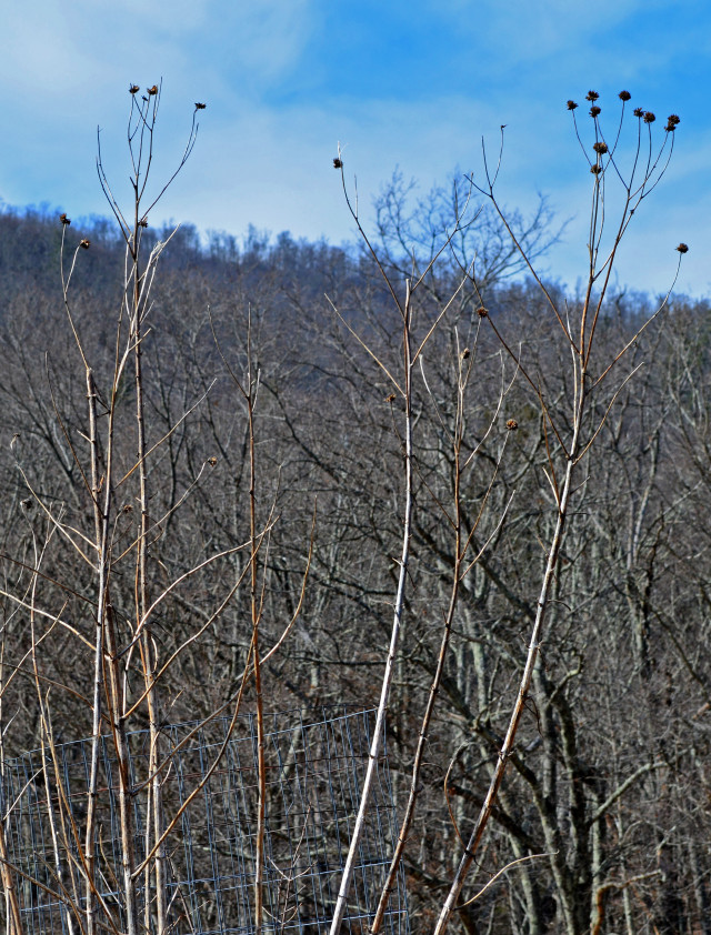 Dried stalks