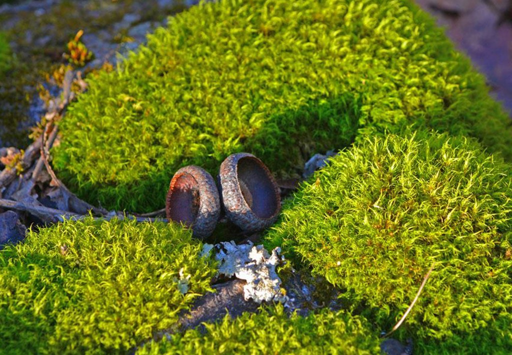 green moss